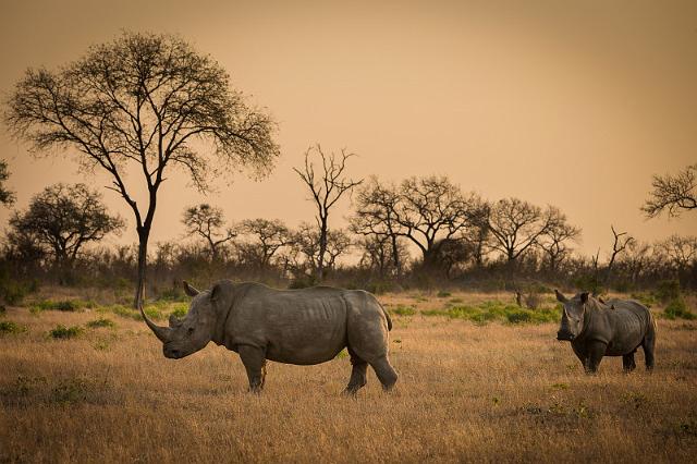 123 Zuid-Afrika, Sabi Sand Game Reserve.jpg